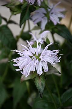 Heirloom Non-GMO Monarda Bradburiana Flower Seeds for Planting – Fragrant Pollinator-Friendly Perennial Blooms - Non-GMO for planting in home garden